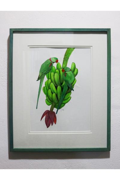 Nimesh Weerasinghe - Alexandrines perched on Bananas